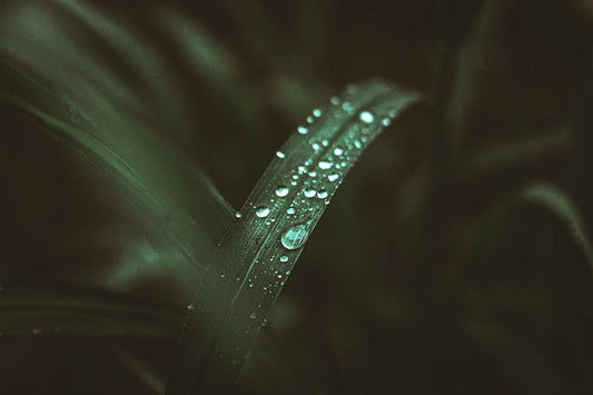 Artistic close-up of dew droplets on a grass blade in Londrina, Brazil, highlighting nature's beauty.
