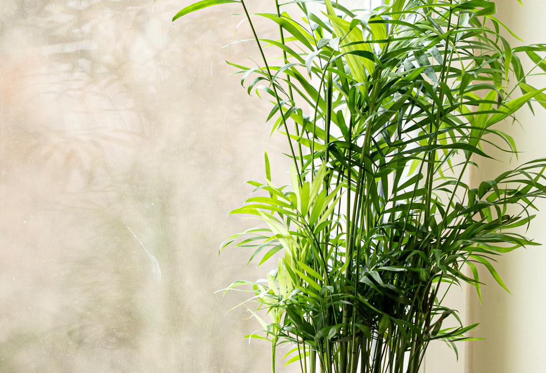 Bright green indoor palm plant with sunlight exposure near a window, creating a natural and serene environment.