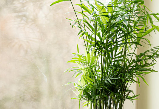 Bright green indoor palm plant with sunlight exposure near a window, creating a natural and serene environment.