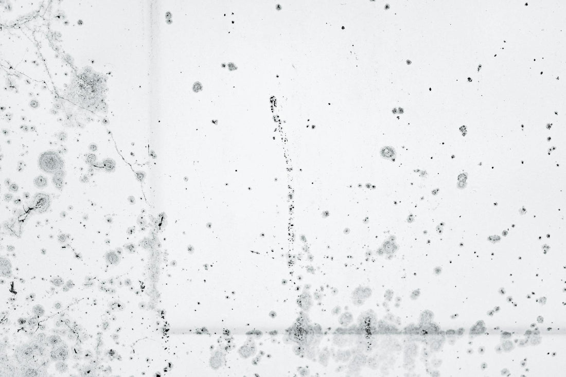 Intricate pattern of black mold spores on a white background, showcasing decay and organic growth.
