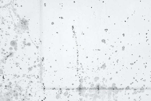 Intricate pattern of black mold spores on a white background, showcasing decay and organic growth.