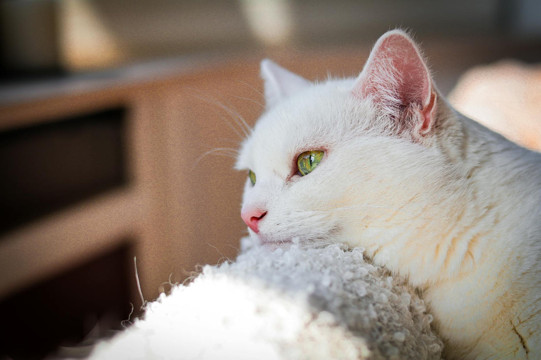 A serene white cat with vivid green eyes lounges in soft sunlight, exuding a calm and cozy vibe.