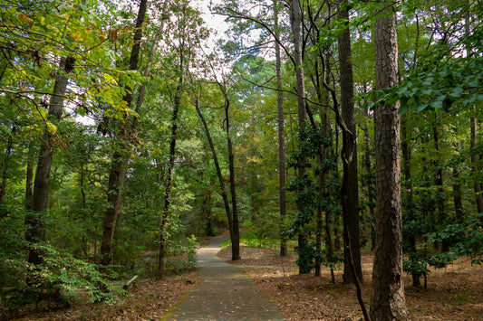 A tranquil forest pathway surrounded by tall trees and green foliage.